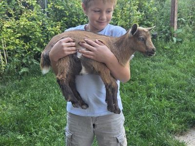 polled blue eyed nigerian doe bottle fed