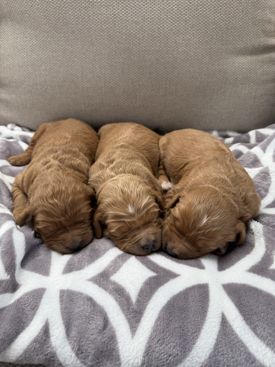 Medium Goldendoodles