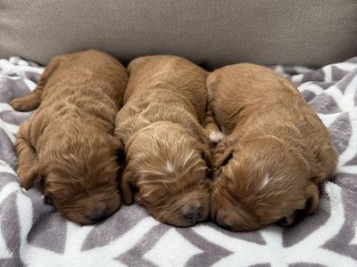 Medium Goldendoodles