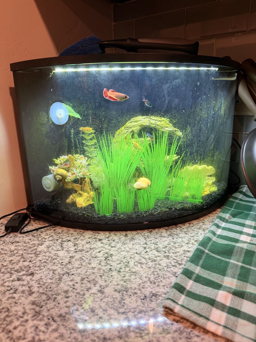 6 Gallon Corner Beta Fish Tank
