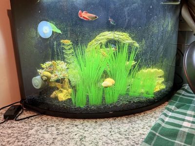 6 Gallon Corner Beta Fish Tank