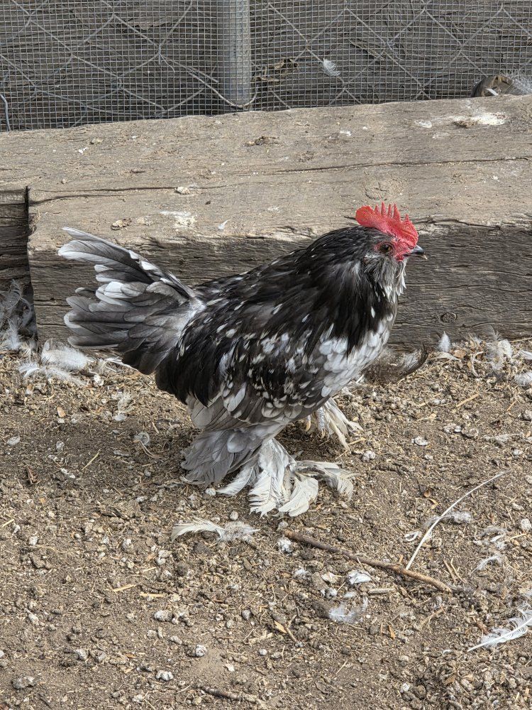 blue mottled d'uccle