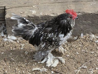 blue mottled d'uccle