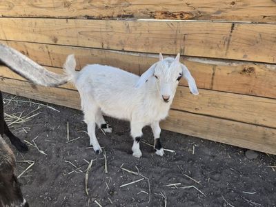 Nubian/Nigerian Mix Buckling