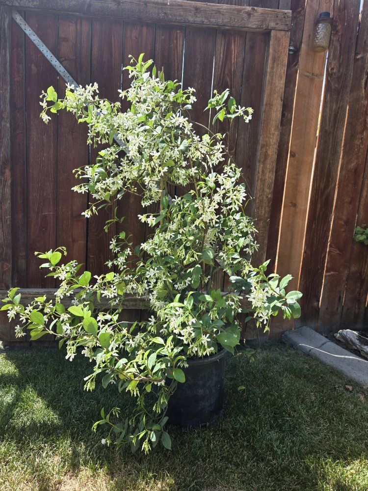 Jasmine