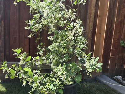 Jasmine
