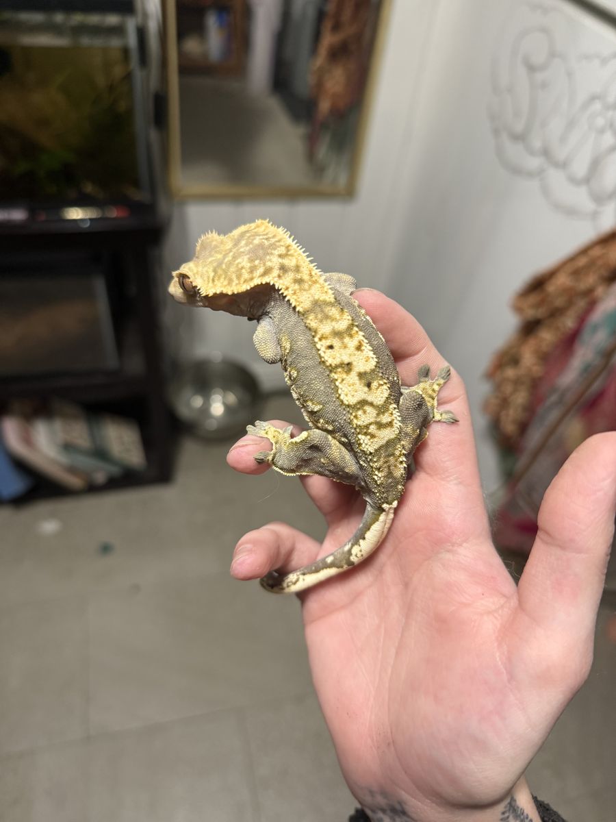 Female Harlequin Crested Gecko
