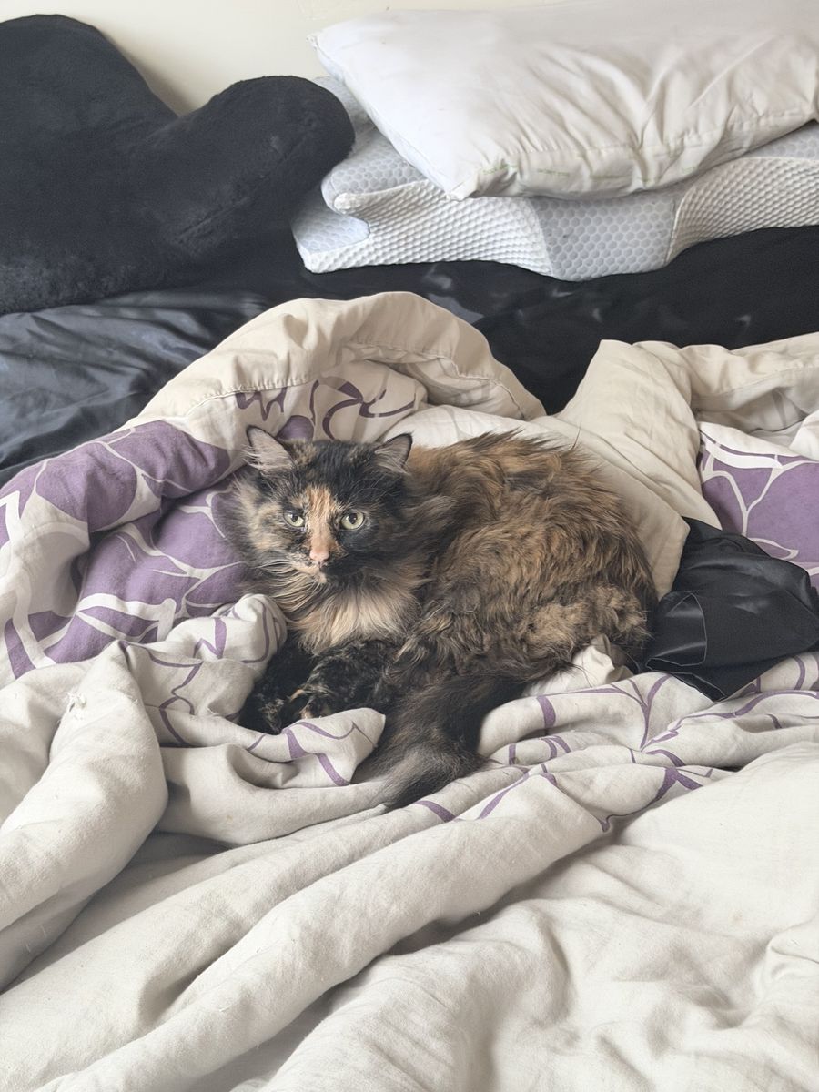 Cat free to a loving home