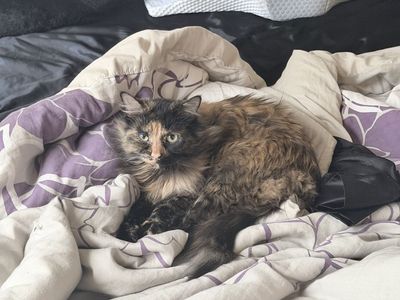 Cat free to a loving home