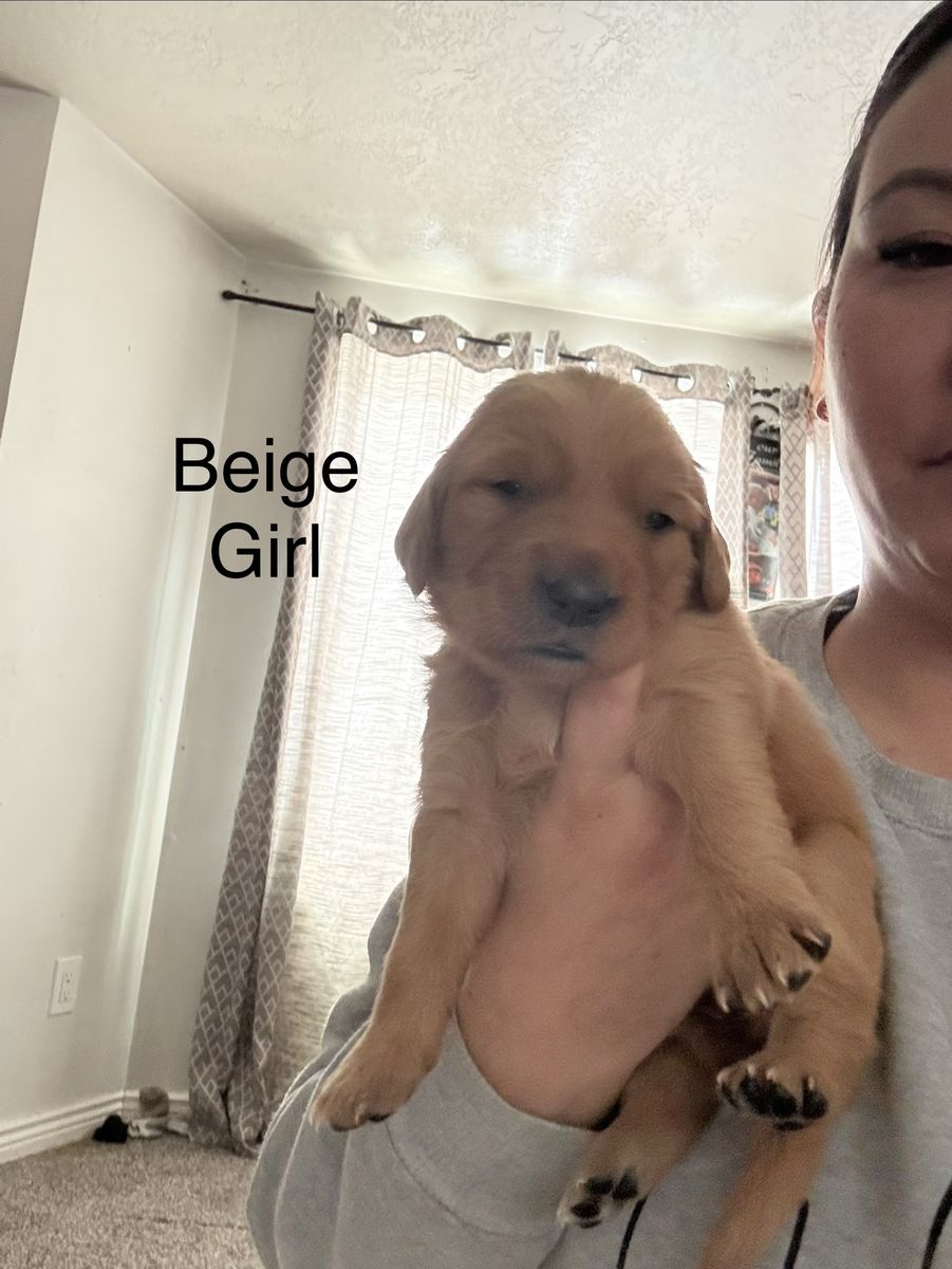 Golden retriever puppies for sale