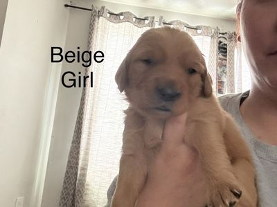 Golden retriever puppies for sale