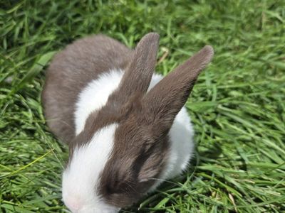 Purebred Dutch Buck Bunny