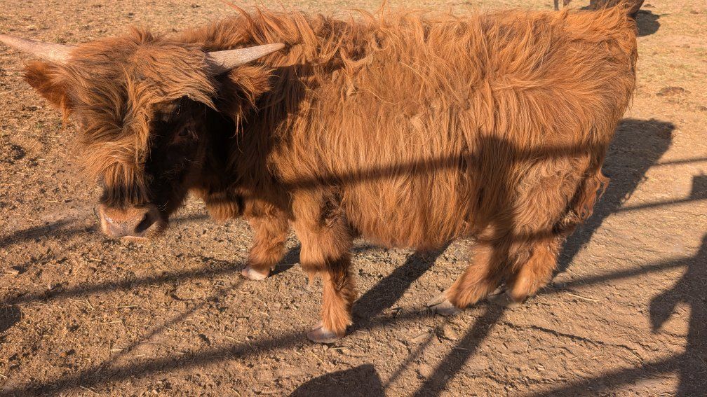 highland bull