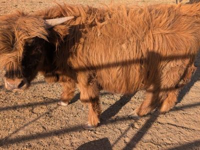 highland bull