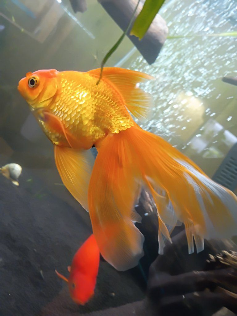 Assorted Goldfish for Sale - Various Types and Colors