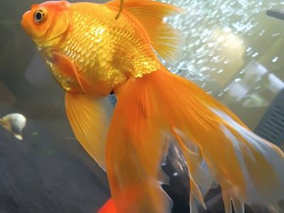 Assorted Goldfish for Sale - Various Types and Colors