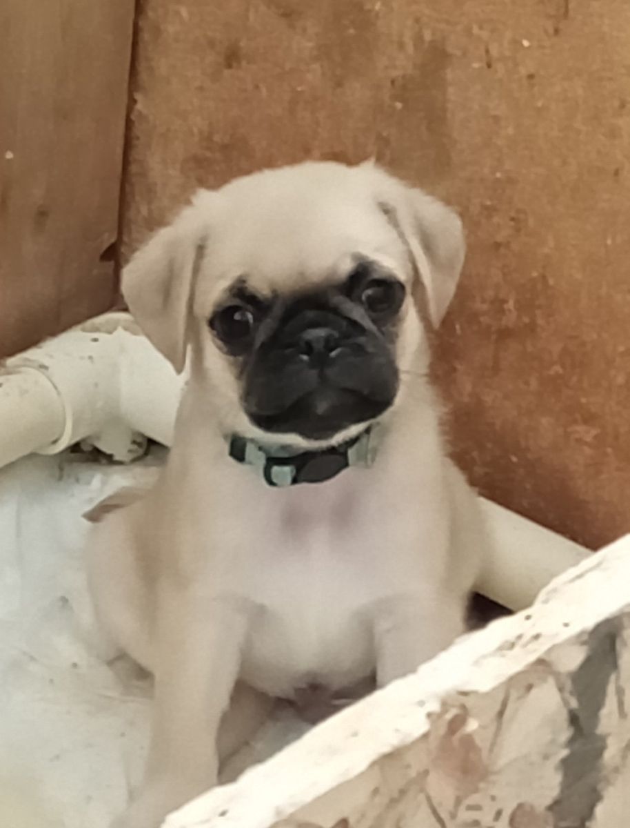 Purebred Male Pug Puppy
