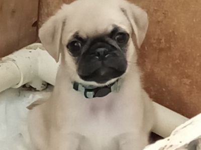 Purebred Male Pug Puppy
