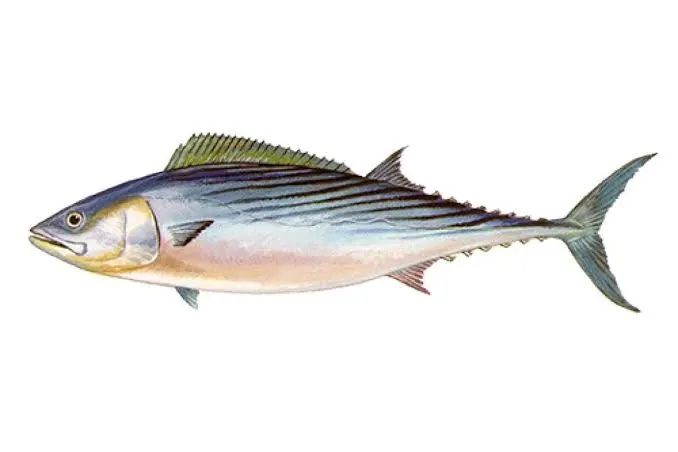 Fish: Unspecified Type (Illustration)