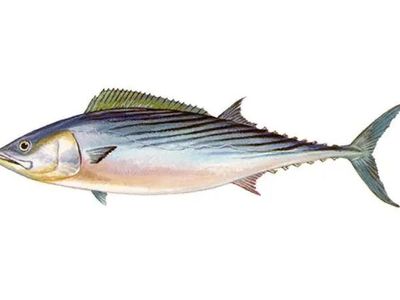 Fish: Unspecified Type (Illustration)