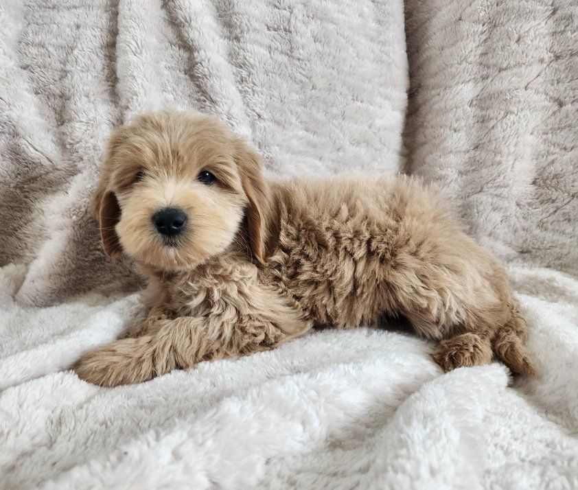 f1b micro mini Goldendoodle puppies, golden doodle