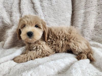 f1b micro mini Goldendoodle puppies, golden doodle
