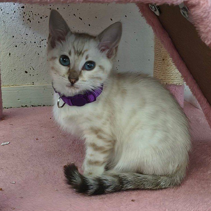 Bengal Snow Lynx Kitten