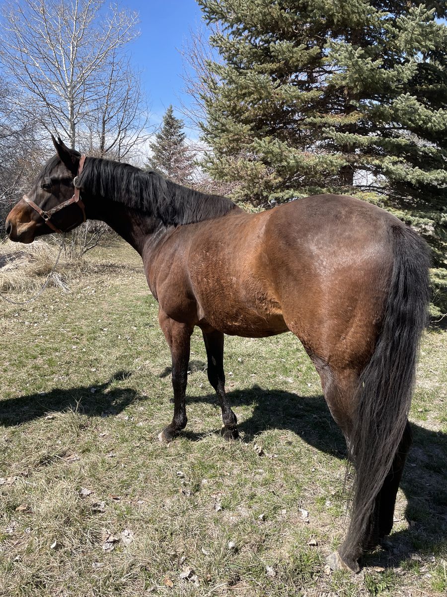 2018 AQHA wining horse Must sell/part trade