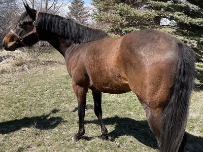 2018 AQHA wining horse Must sell/part trade