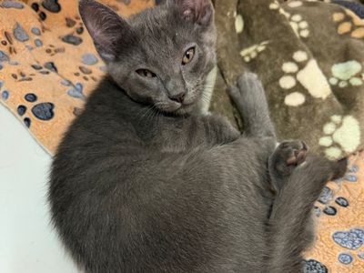 Hello my name is Chip
