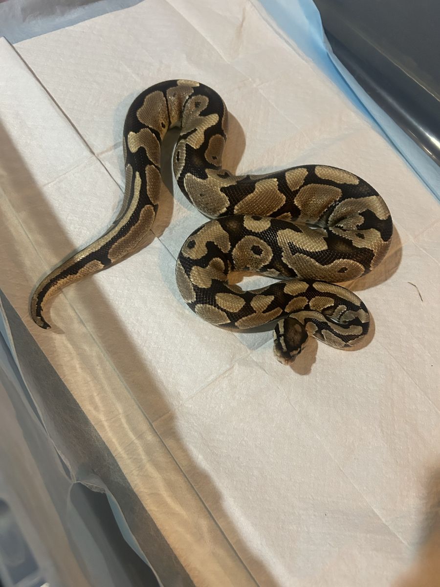 Normal ball python