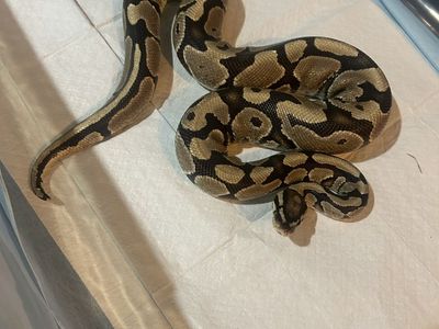 Normal ball python