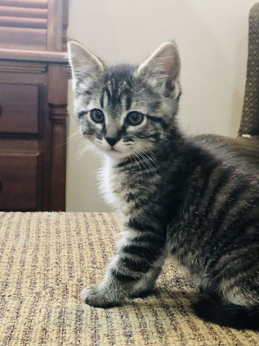 Half Bengal Kittens