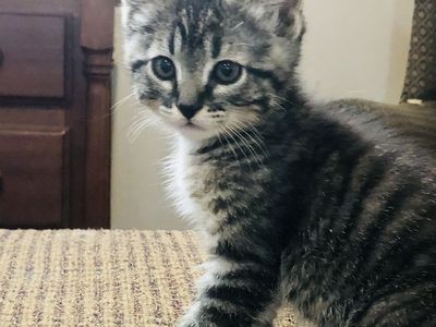 Half Bengal Kittens