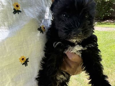 Miniature Schnauzer Puppy Parti Coloring