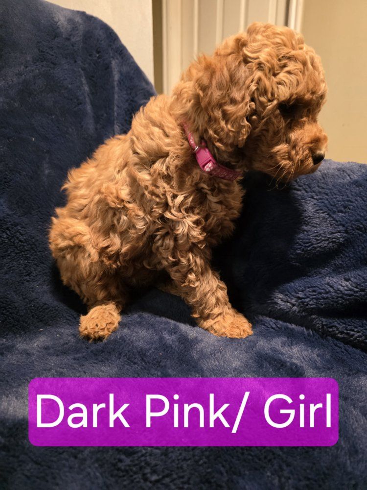 Mini Teddy Bear Goldendoodle Puppies