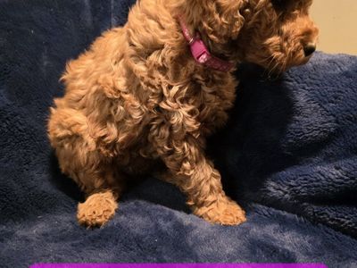 Mini Teddy Bear Goldendoodle Puppies