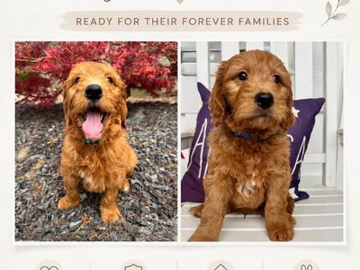 Mini Golden Doodles 2 male puppies available