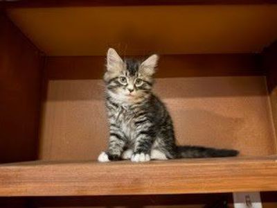 Beautiful 8 week old Kittens