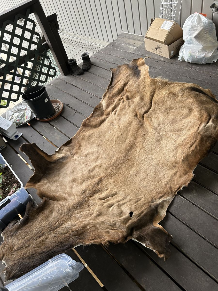 Salted Elk Hide