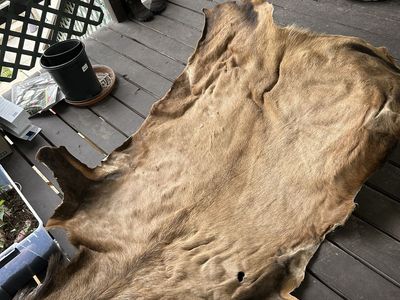 Salted Elk Hide