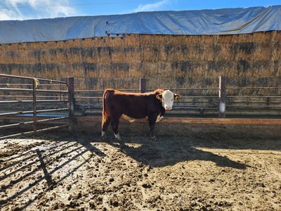 Yearling Hereford Bull