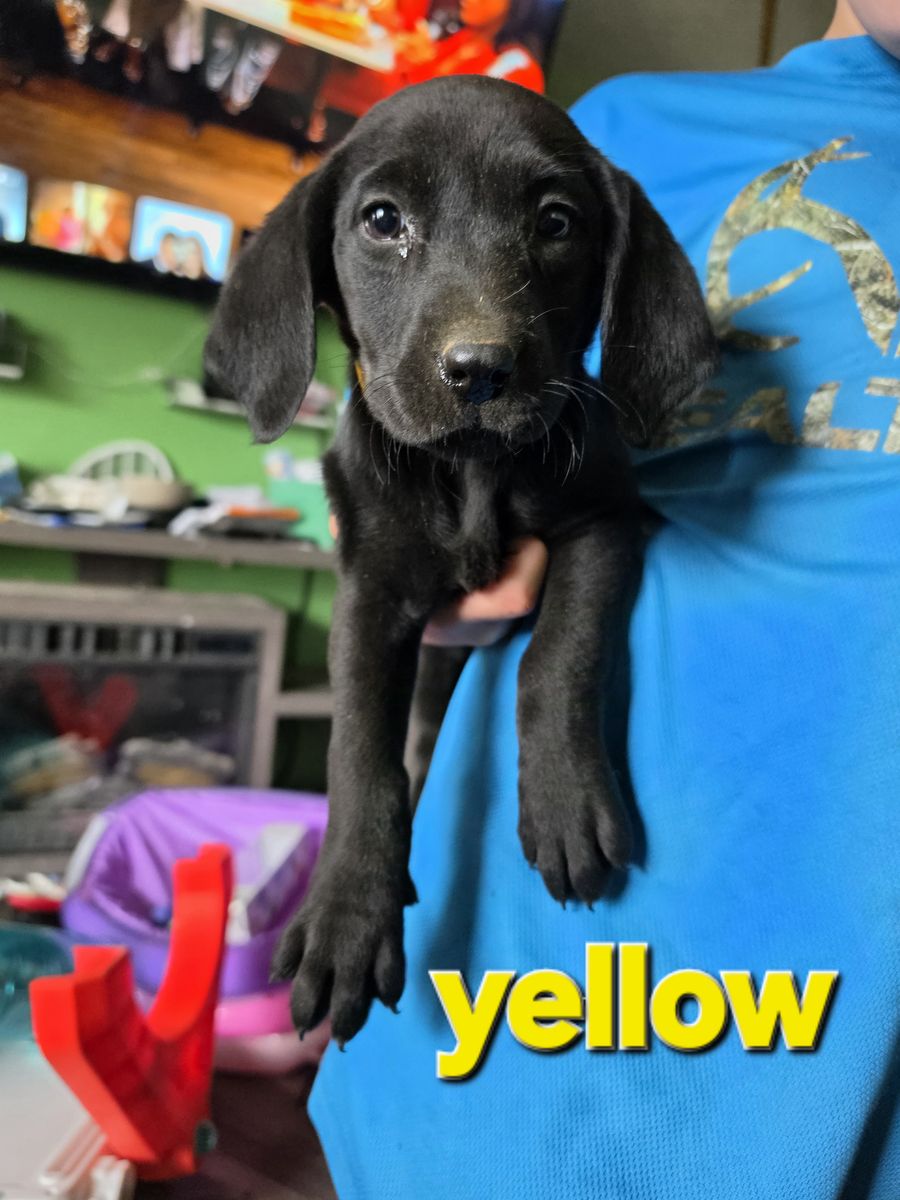 Lab puppies 2 LEFT