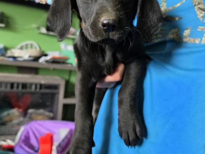 Lab puppies 2 LEFT