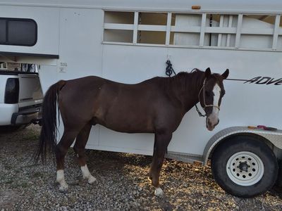 Sorrel Quarter Gelding