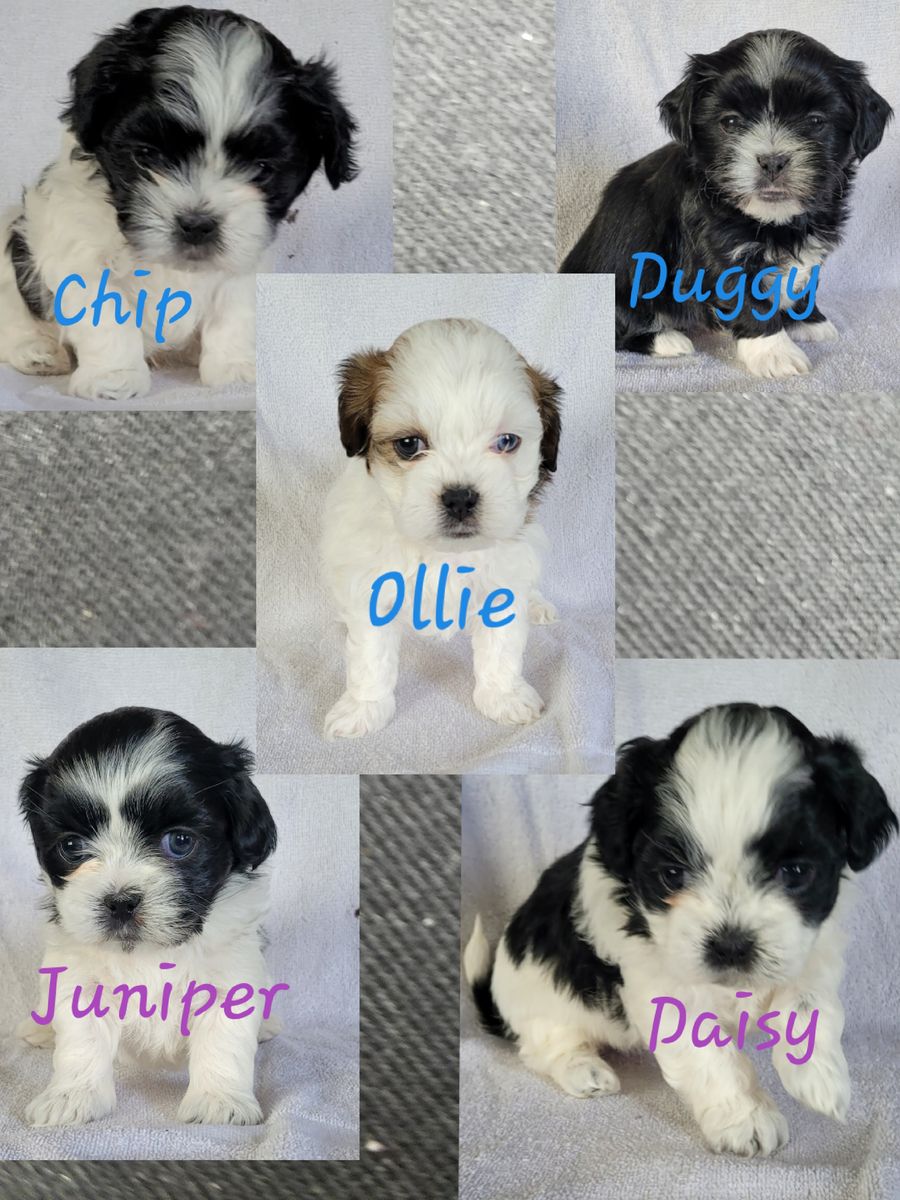 Shih Tzu Puppies