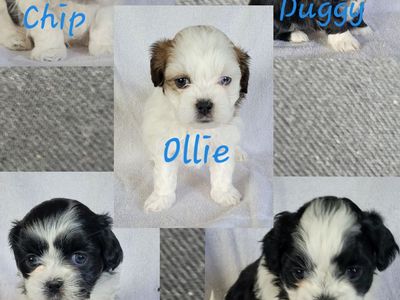 Shih Tzu Puppies
