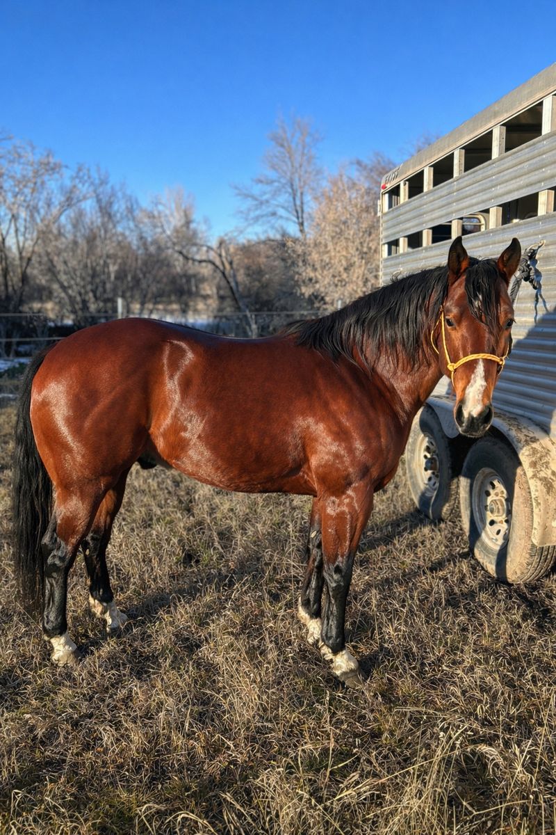 Aqha Stallion Hired Gun X Bet Hesa Cat