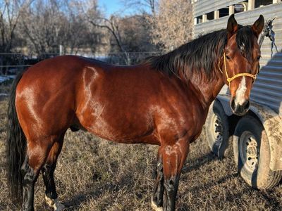 Aqha Stallion Hired Gun X Bet Hesa Cat