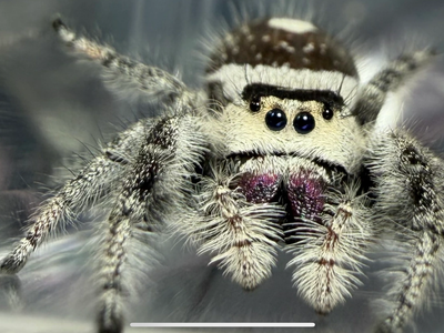 Baby regal jumping spiders with one fruit fly culture